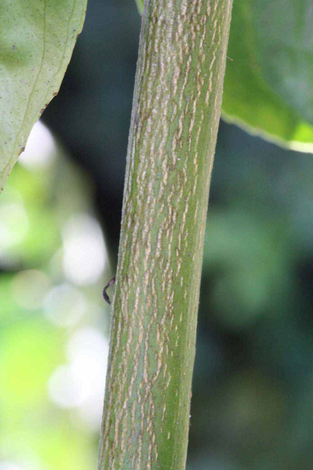            Second - third year twig (Milsweet, Riverside, CA)   